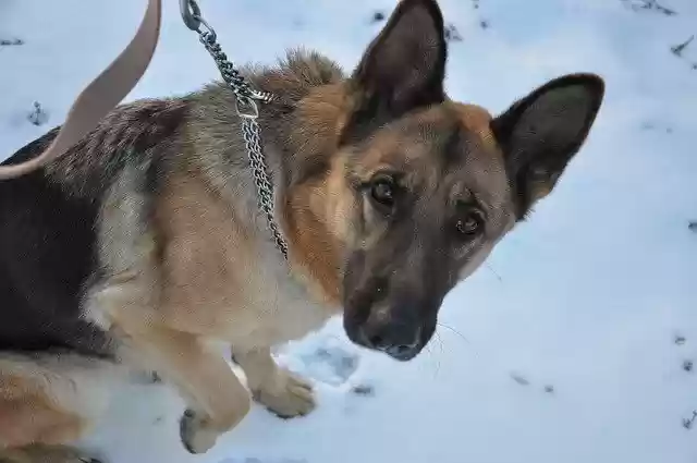 Free download Dog Training Snow -  free photo or picture to be edited with GIMP online image editor