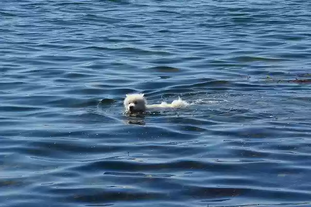 Free download Dog Water Hundsim -  free photo or picture to be edited with GIMP online image editor