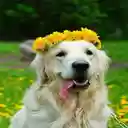 Dog wearing a wreath wallpaper  screen for extension Chrome web store in OffiDocs Chromium
