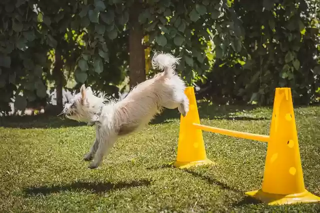 Free download dog white leap small garden free picture to be edited with GIMP free online image editor
