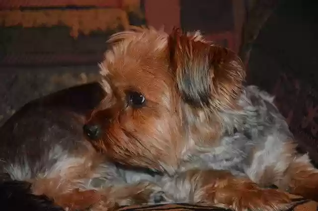 Free download Dog Yorkshire Puppy -  free photo or picture to be edited with GIMP online image editor