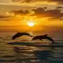 dolphin and sunset wallpapers  screen for extension Chrome web store in OffiDocs Chromium