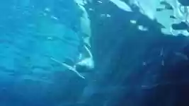 Free download Dolphin Aquarium Zoo -  free video to be edited with OpenShot online video editor