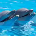 Dolphin performing  screen for extension Chrome web store in OffiDocs Chromium