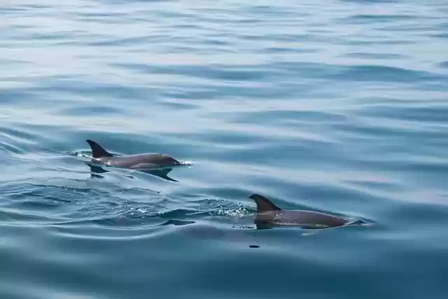 Free download dolphins sea animals nature ocean free picture to be edited with GIMP free online image editor