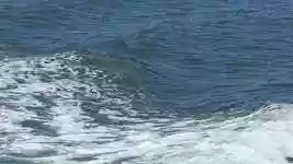 Bezpłatne pobieranie Dolphins Swimming Alabama - bezpłatny film do edycji za pomocą internetowego edytora wideo OpenShot