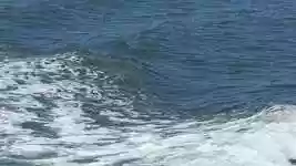 Free download Dolphins Swimming Alabama -  free video to be edited with OpenShot online video editor