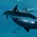 Dolphins swimming in the ocean  screen for extension Chrome web store in OffiDocs Chromium