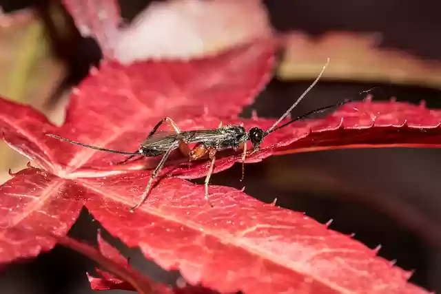 Free download do macro maple leaf insect spring free picture to be edited with GIMP free online image editor