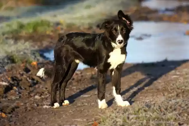 Free download Domino Dog Border Collie -  free free photo or picture to be edited with GIMP online image editor