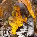 Dong Linh Tien  screen for extension Chrome web store in OffiDocs Chromium