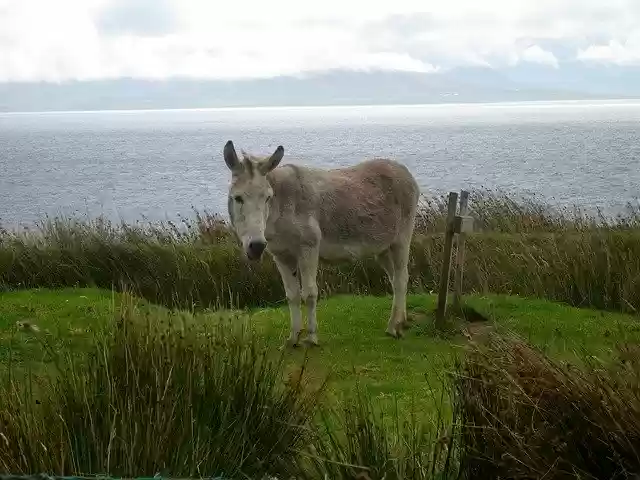 Unduh gratis Donkey Ass Animal - foto atau gambar gratis untuk diedit dengan editor gambar online GIMP
