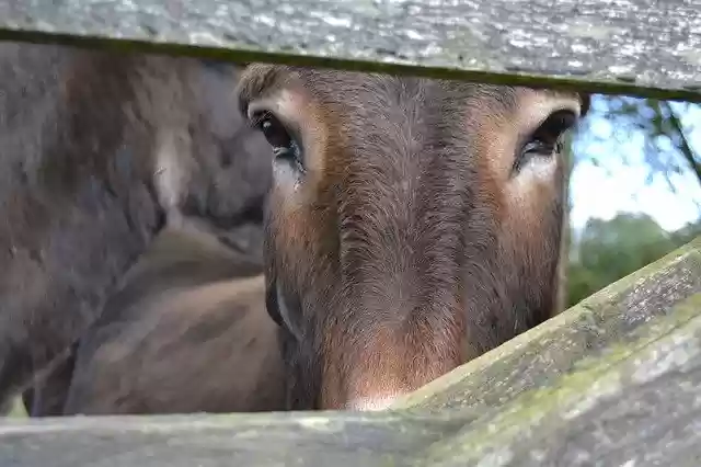 Free download Donkey Eyes Fence -  free photo or picture to be edited with GIMP online image editor
