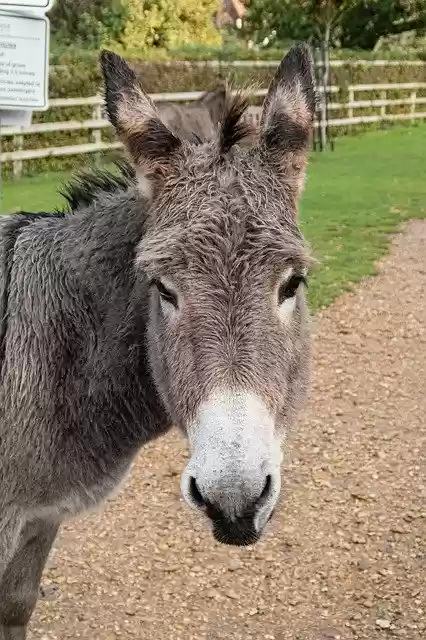 Free download Donkey Head Animal -  free photo or picture to be edited with GIMP online image editor