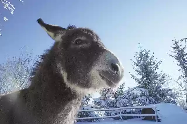 Free download Donkey Hiking Domestic -  free photo or picture to be edited with GIMP online image editor