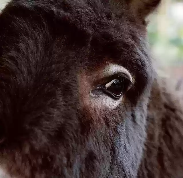 Free download Donkey Mammal Animal -  free photo or picture to be edited with GIMP online image editor