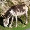 Donkey on the roadside  screen for extension Chrome web store in OffiDocs Chromium