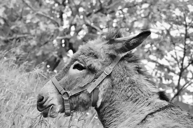 Free download Donkey Photo Black White Gray -  free photo or picture to be edited with GIMP online image editor