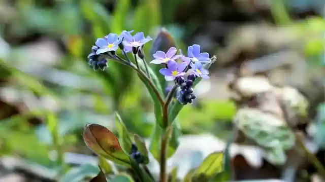 Free download do not forget me blue flower free picture to be edited with GIMP free online image editor