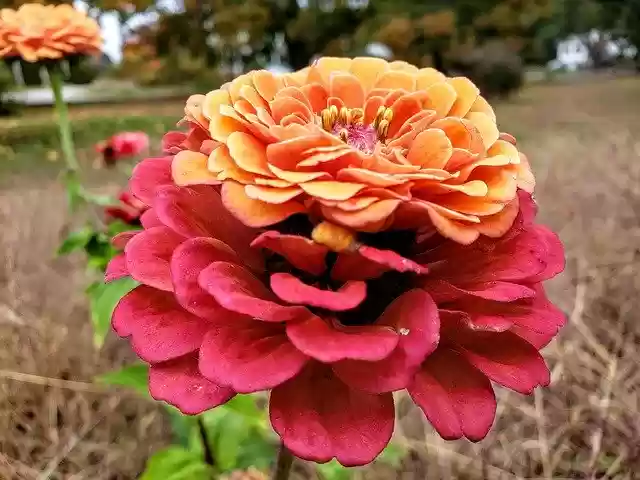 Free download Double-Headed Zinnia Flower -  free photo or picture to be edited with GIMP online image editor