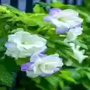 double morning glory wallpaper  screen for extension Chrome web store in OffiDocs Chromium