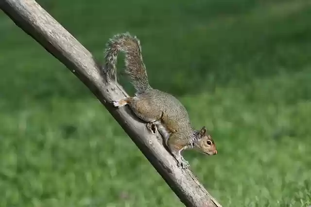 Free download douglas squirrel squirrel animal free picture to be edited with GIMP free online image editor