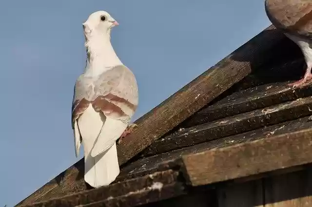 Free download Dove Bird Birds -  free photo or picture to be edited with GIMP online image editor