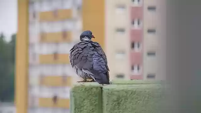 Free download Dove Bird City -  free photo or picture to be edited with GIMP online image editor