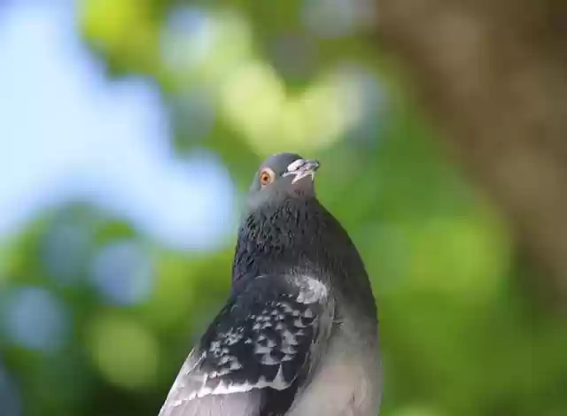 Free download dove bird wildlife close up free picture to be edited with GIMP free online image editor
