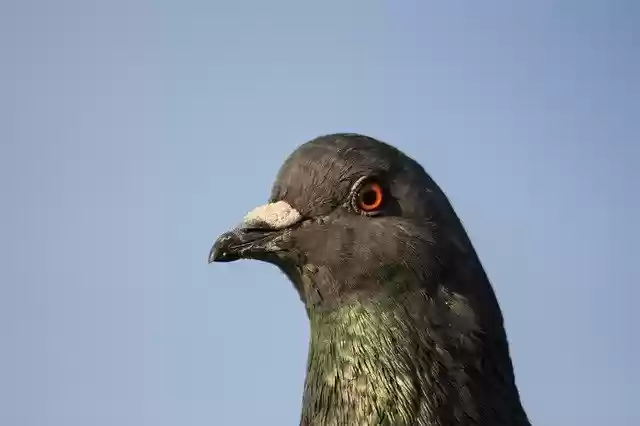 Free download Dove Head Grey Rock -  free free photo or picture to be edited with GIMP online image editor