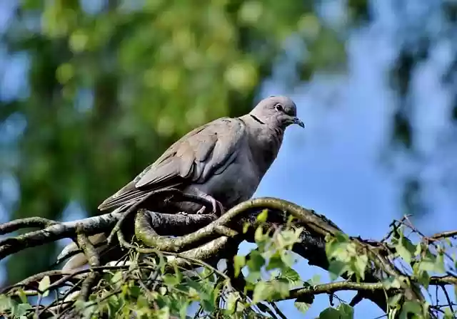 Free download dove turkey pigeon bird animal free picture to be edited with GIMP free online image editor