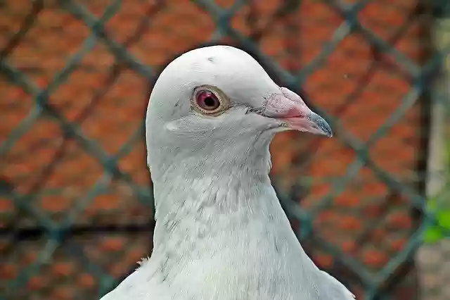 Free download Dove White Postal Codes -  free photo or picture to be edited with GIMP online image editor