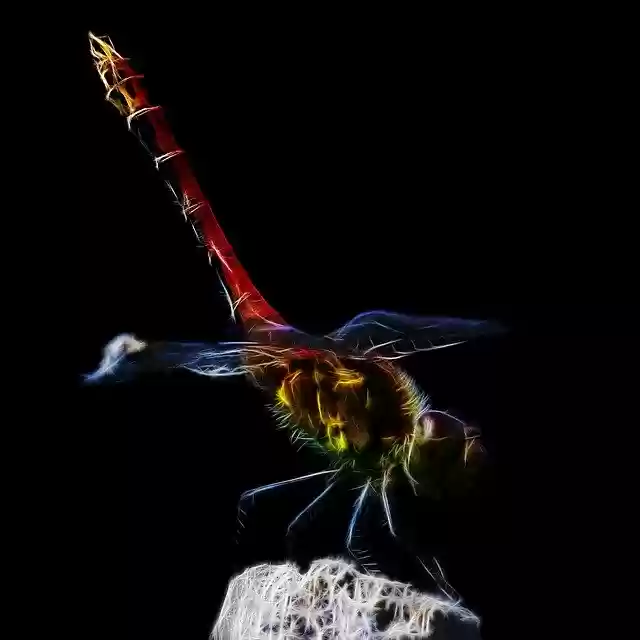 Free download Dragonfly Abstract Fractalius -  free illustration to be edited with GIMP free online image editor