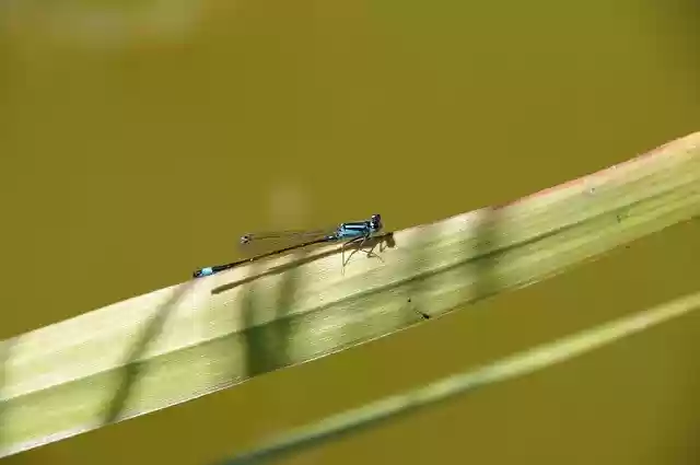 Free download Dragonfly Animal Insects -  free photo or picture to be edited with GIMP online image editor