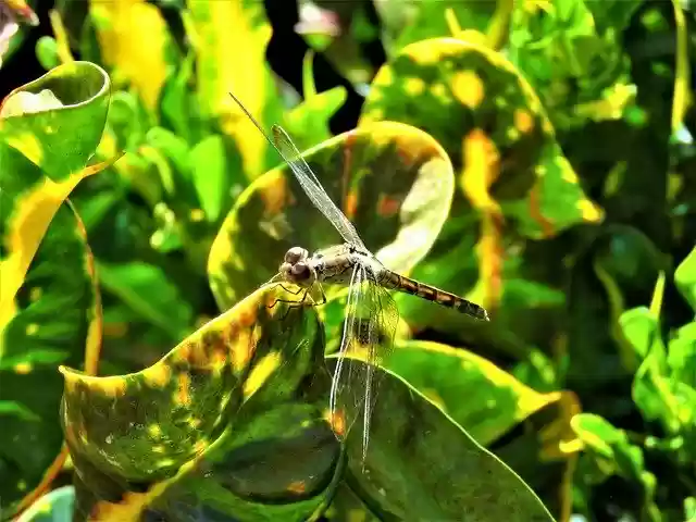 Free download Dragonfly Camouflage Insect -  free photo or picture to be edited with GIMP online image editor