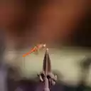 Dragonfly chilli on iron bar  screen for extension Chrome web store in OffiDocs Chromium