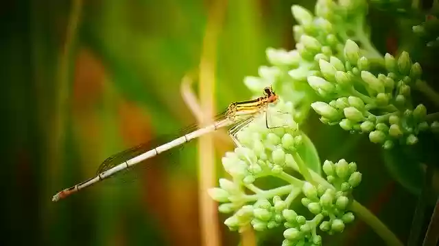 Free download Dragonfly Damsel Flower -  free photo or picture to be edited with GIMP online image editor