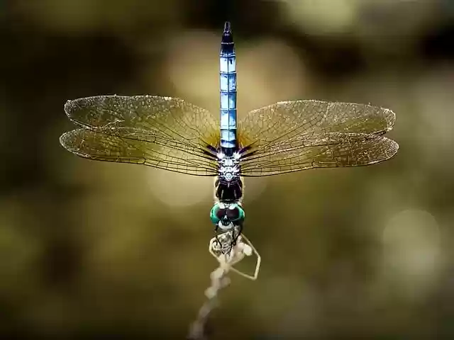 Free download dragonfly damselfly free picture to be edited with GIMP free online image editor