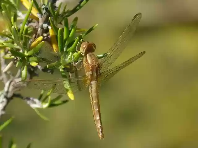 Free download Dragonfly Golden Insect -  free photo or picture to be edited with GIMP online image editor