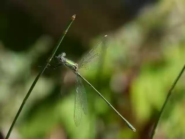 Free download Dragonfly Green Lestes -  free photo or picture to be edited with GIMP online image editor