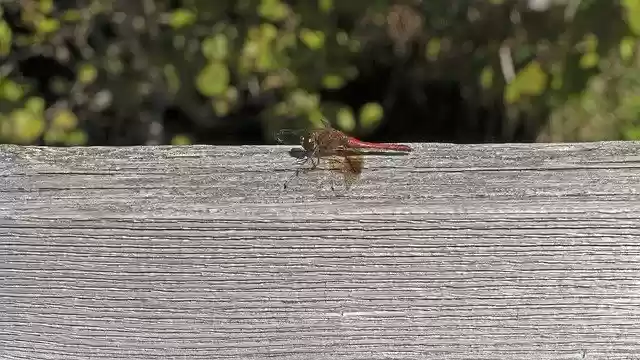 Free download Dragonfly Insect Damselfly -  free photo or picture to be edited with GIMP online image editor