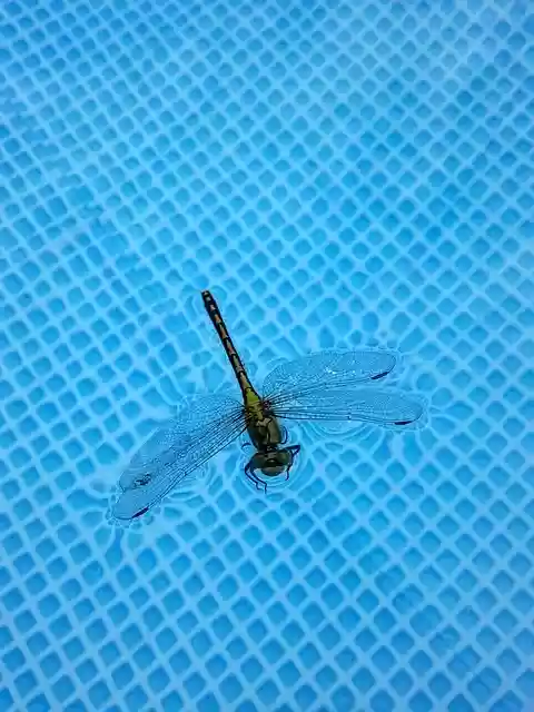 Free download dragonfly insect dragonflies wild free picture to be edited with GIMP free online image editor