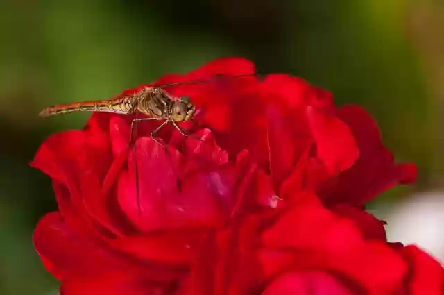 Free download dragonfly insect flower blossom free picture to be edited with GIMP free online image editor