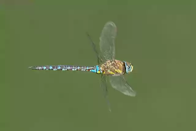 Free download dragonfly insect residence flying free picture to be edited with GIMP free online image editor