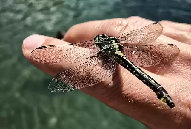 Free download Dragonfly Insect Wing Close -  free photo or picture to be edited with GIMP online image editor