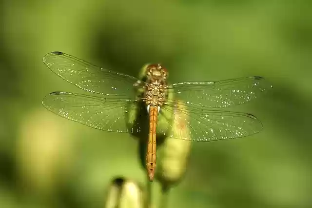 Free download dragonfly jo boonstra groningen free picture to be edited with GIMP free online image editor