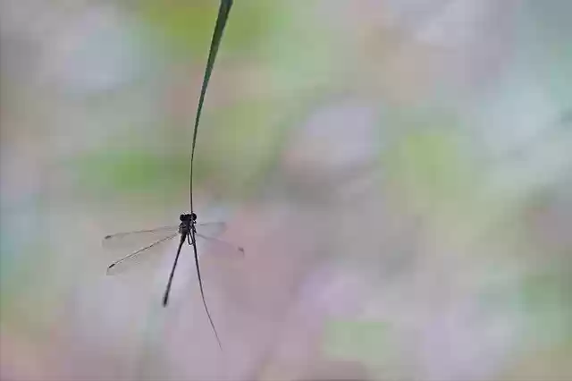 Free download Dragonfly Macro Nature -  free photo or picture to be edited with GIMP online image editor