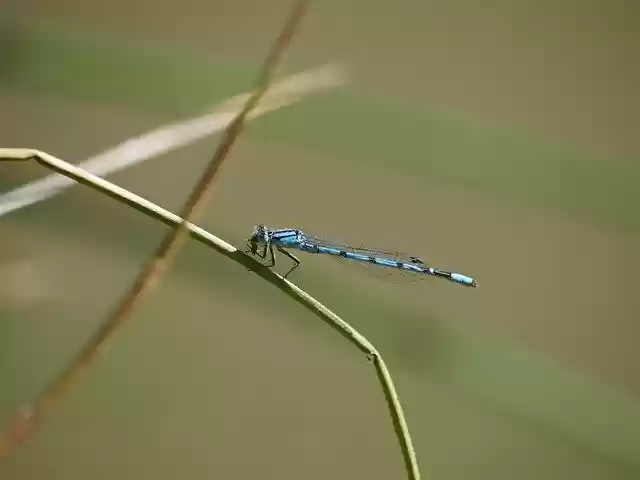 Free download Dragonfly Macro Wing -  free photo or picture to be edited with GIMP online image editor