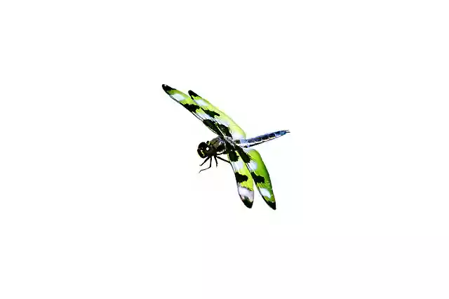 Free download Dragonfly Masked Green -  free illustration to be edited with GIMP free online image editor
