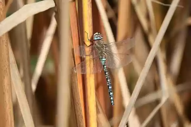 Free download dragonfly nature insect entomology free picture to be edited with GIMP free online image editor